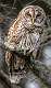 18: 01-05 Barred Owl At Huntington Beach State Park