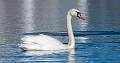 8: 01-15 Mute Swan On Lake Of The Lilies