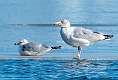 7: 01-15 Ring-billed Gulls On The Ice