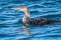 6: 01-16 Common Loon