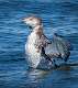 15: 02-19 Common Loon Drying Its Wings