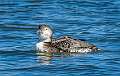 14: 02-19 Common Loon