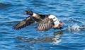 12: 02-19 Red-breasted Merganser Take Off