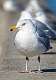 10: 02-19 Ring-billed Gull