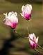 1: 03-27 Tulip Tree Bloom