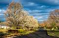 35: 04-01 Trees Blooming On Daulton Road