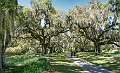 28: 04-10 Live Oaks At Brookgreen Gardens