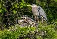 23: 04-11 Great Blue Heron Family