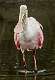 16: 04-16 Roseatte Spoonbill