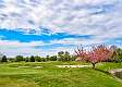 10: 04-23 Cherry Tree On The 8th Hole