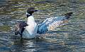 7: 04-24 Loon Drying Its Wings