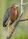 37: 05-04 Green Heron