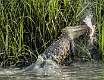 35: 05-06 Gator With A Large Fluke