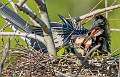 33: 05-07 Anhinga Family