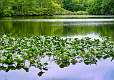 20: 05-19 Lily Pads On Perrineville Lake