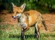 18: 05-22 Fox Trot