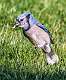 16: 05-22 Hopping Blue Jay