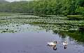 48: 06-03 Swans On Hurley Pond