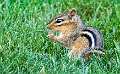 44: 06-04 Chipmunk Having A Snack