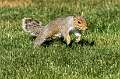 39: 06-04 Squirrel On The Move