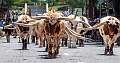 36: 06-10 Ft Worth Longhorn Parade