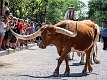 35: 06-10 Ft Worth Stockyard Longhorn