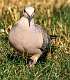 16: 06-25 Mourning Dove