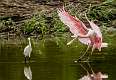 37: 07-02 Spoonbill Landing