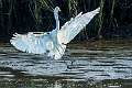 34: 07-05 Great Egret You Are Cleared To Land