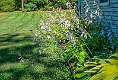 15: 07-11 Hosta Flowers