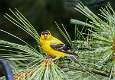 4: 07-30 Goldfinch on Cedar Branch