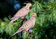 2: 07-30 Mourning Doves