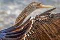 27: 08-13 Anhinga Stretching Its Wings