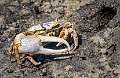 25: 08-13 Fiddler Crab