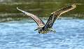 24: 08-13 Night Heron In Flight