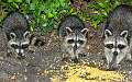 14: 08-17 Raccoon Family Stealing Our Corn