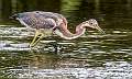 9: 08-20 Tri-color Heron Stalking