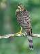 8: 08-21 Sharp-shinned Hawk