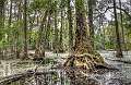 3: 09-28 Cypress Tree In The Swamp