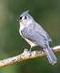 43: 10-01 Tufted Titmouse