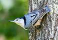 42: 10-01 White-breasted Nuthatch