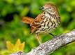 41: 10-02 Brown Thrasher