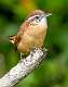 40: 10-02 Carolina Wren