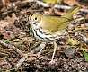 39: 10-02 Ovenbird