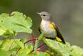 38: 10-02 Yellow-rumped Warbler