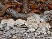 4: 10-31 Fungi On Fallen Log