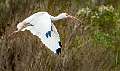 16: 11-17 Ibis Your Cleared For Take Off