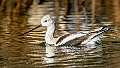 14: 11-18 American Avocet