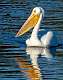 13: 11-18 White Pelican At HBSP