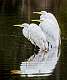 8: 11-20 Tres Amigos Egrets